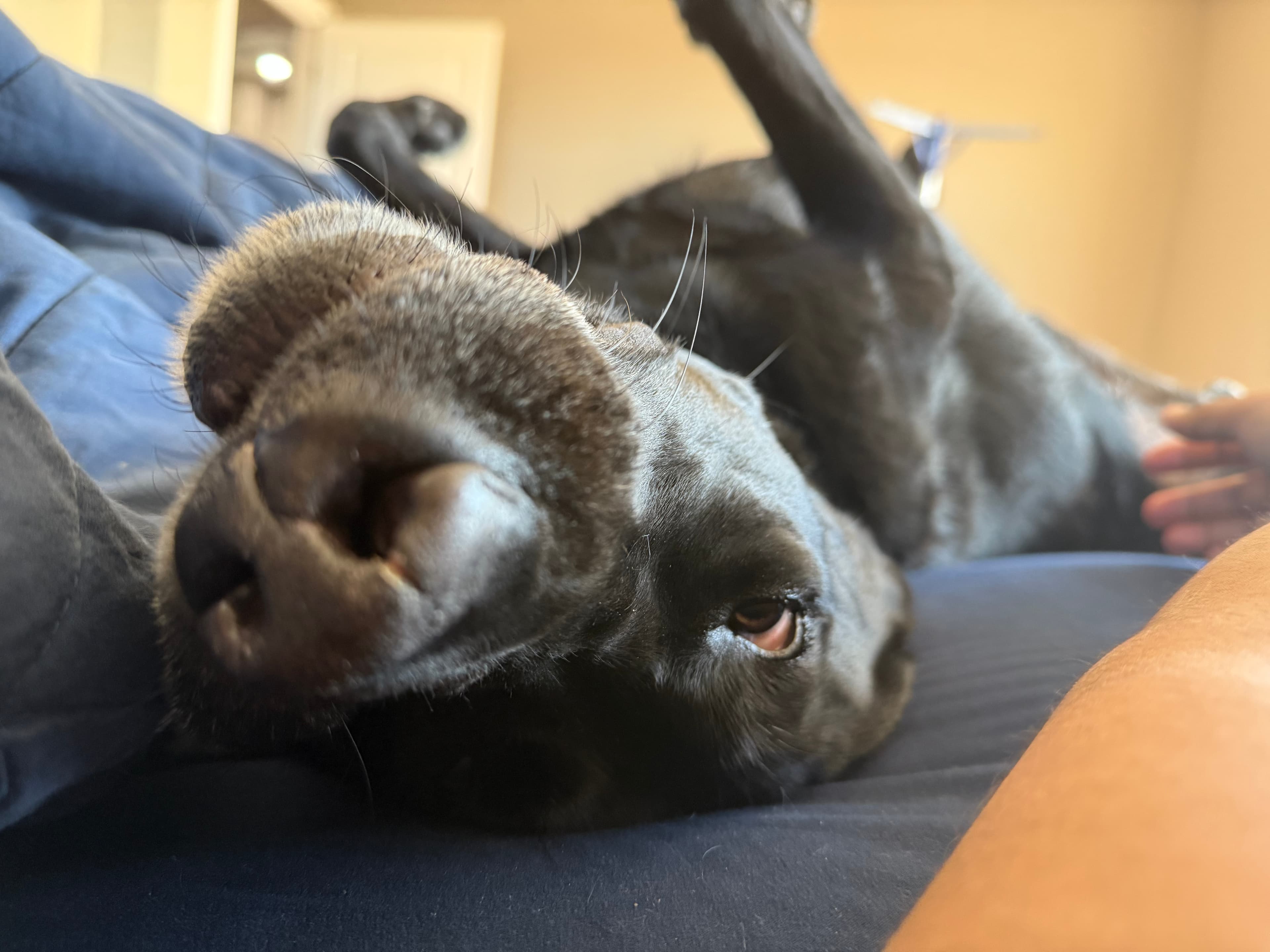 Nova's head upside down